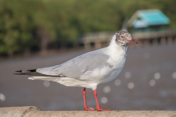 Seagull standing on a concrete with the sea background.