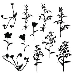 Collection of silhouettes of wild flowers, bells, dandelions, blossom black color isolated on white background