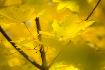 Nature Abstract: Golden Maple Leaves Exhibiting the Elegance of Autumn