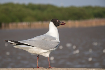 Naklejka premium Seagull standing on a concrete with the sea background.