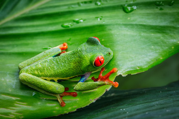 Red Eye Frog, Costa Rica
