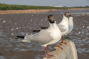 Seagull standing on a concrete with the sea background.