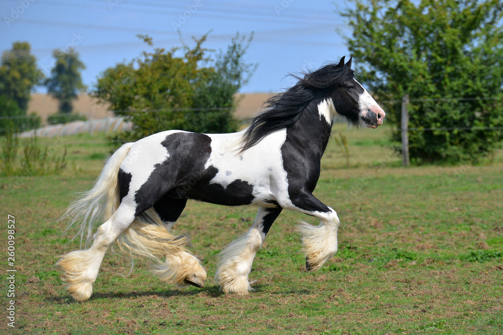 Wall mural pinto irish cob horse running in trot over the field. horizontal, side view, in motion.