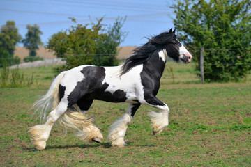 Pinto Irish cob horse running in trot over the field. Horizontal, side view, in motion.