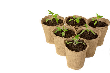 Young tomato seedling sprouts in the peat pots isolated on white background. Gardening concept