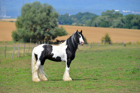 Pinto Irish cob horse standing in the summer pasture. Horizontal, side view, portait.