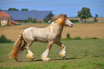 Cremello pinto Irish cob stallion runs in trot through field in summer. Horizontal, side view, in...