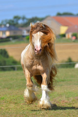Cremello pinto Irish cob stallion runs in trot through field in summer. Portrait, front view, in...
