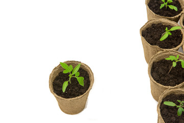 Young tomato seedling sprouts in the peat pots isolated on white background. Gardening concept