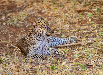 Leopard baby cub (Panthera Pardus) close up close-up head face profile with long whiskers. Animal lying down resting. Samburu National Reserve, Kenya, Africa. Well camouflaged wildlife