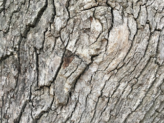 embossed wood texture