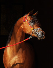 Bay arabian stallion in show halter on the black background. 