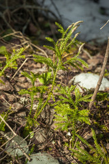 Lycopodium dendroideum - Ground Pine Clubmoss 