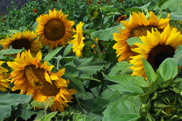Group of sunflowers in a field 