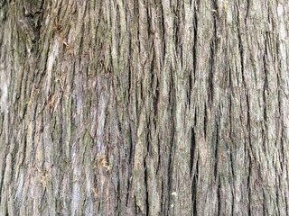 embossed wood texture
