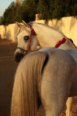 White arabian stallion in red decorations looking back. View from the back.