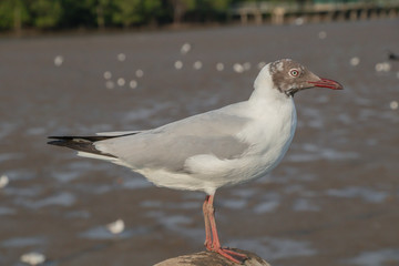 Seagull standing on a concrete with the sea background.