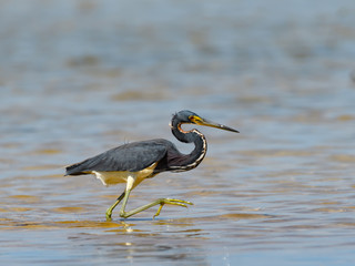 Tricolored Heron Foraging on the Pond