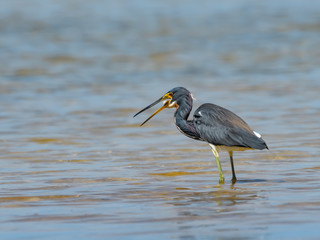 Tricolored Heron Caught a Fish