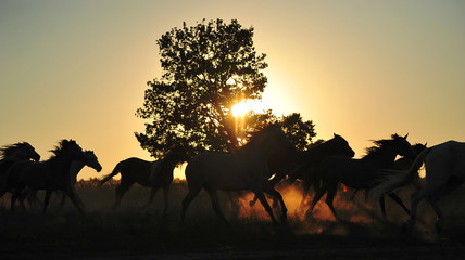 Obraz na płótnie Canvas Natural silhouettes of a herd of horses running in the sunset. Horizontal, in motion.