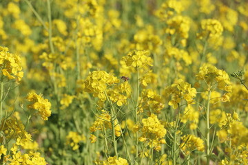 菜の花