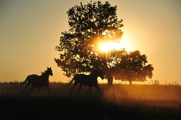 Natural silhouettes of two horses running in the sunset. Horizontal, in motion.
