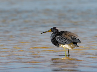 Tricolored Heron Foraging on the Pond