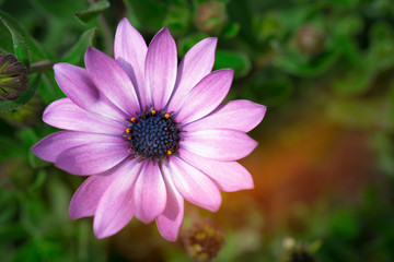 Obraz premium Violet Pink Osteosperumum Flower Daisy Isolated in the garden