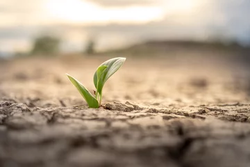 Foto op Plexiglas Tree growing on cracked ground. Crack dried soil in drought, Affected of global warming made climate change. Water shortage and drought concept.  © sutthinon602