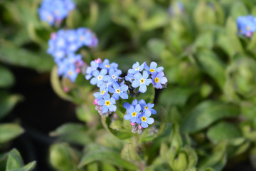 Obraz premium Woodland forget-me-not