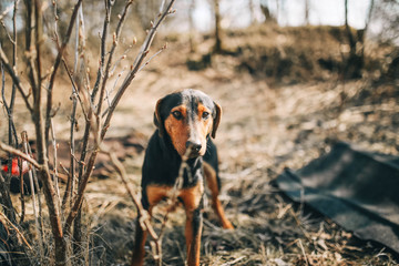 greek harehound  dog in the field in autumn