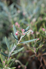 Bog rosemary Blue Ice