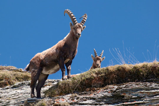 5 512 Best Bouquetin Images Stock Photos Vectors Adobe Stock