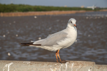 Seagull standing on a concrete with the sea background.
