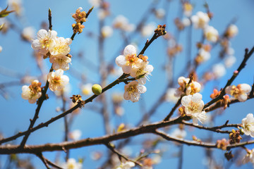 white cherry blossom in blue sky.,close-up view,Blossoming tree brunch with white flowers at spring