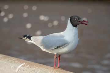 Seagull standing on a concrete with the sea background.