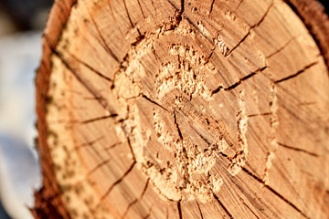 textured tree trunk with cracks and circles