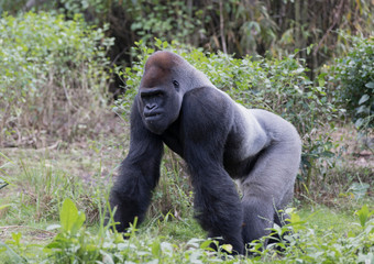Naklejka premium Upland Gorilla from Rhodesia Africa