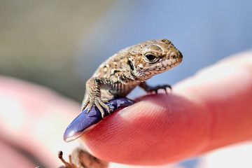 little lizard on a female finger close up