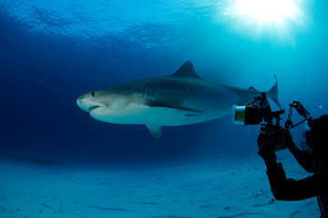 Obraz premium Tiger Shark over Sand Bottom, with Sun Bursts through the Surface. Tiger Beach, Bahamas