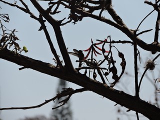 Colibrí del Estado de México
