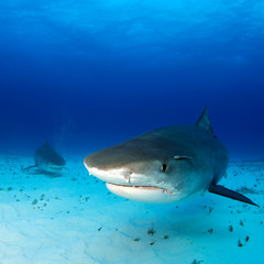 Naklejka premium Tiger Sharks Approaching over Sand Bottom, One very close. Tiger Beach, Bahamas