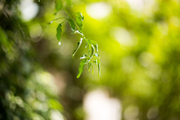 green leaves of tree