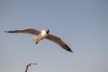 Close up Seagull flying in the air and sky background.Freedom seagull expand wings in the sky.