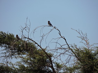 Fauna Local Edo. Mex