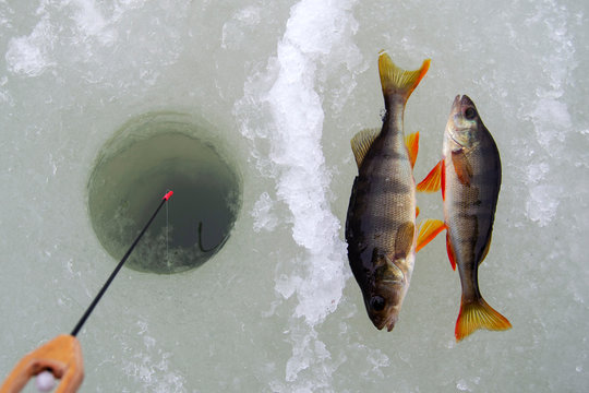 Winter fishing. Two perch lie on the ice, next to the hole drilled. Fishing rod for ice fishing. Sport fishing.