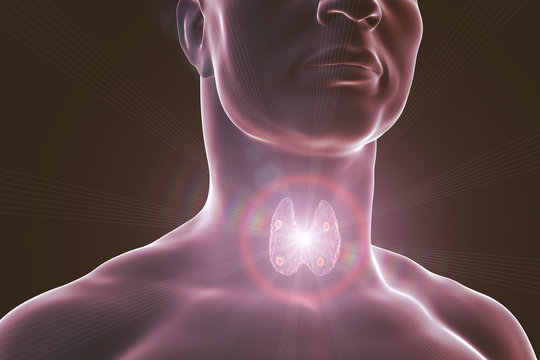 Thyroid and parathyroid glands in human body, 3D illustration