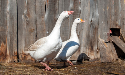 Two geese are walking on the street. The bright spring sun is shining. In the background is an old wooden wall.