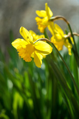 Blooming spring flowers daffodils in early spring garden - selective focus, copy space, vertical orientation