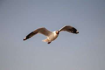 Close up Seagull flying in the air and sky background.Freedom seagull expand wings in the sky.